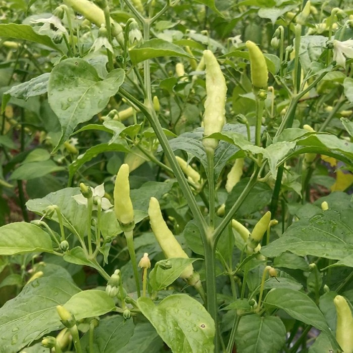 Preserved Peppers price Preserved Peppers price