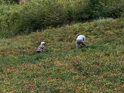 product-500-375 product-500-375